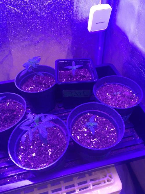 Let's Get Bombed. Week 1 - Hindu Kush... growing.