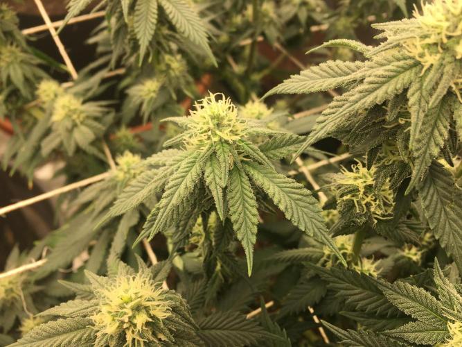 Making a driveway. Week 14