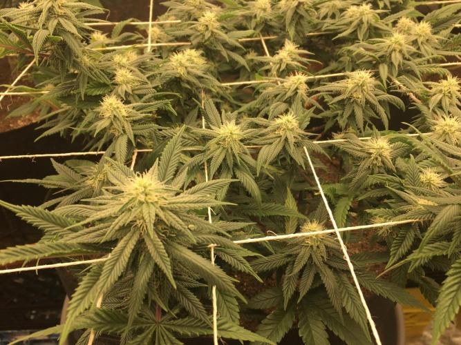 Making a driveway. Week 14