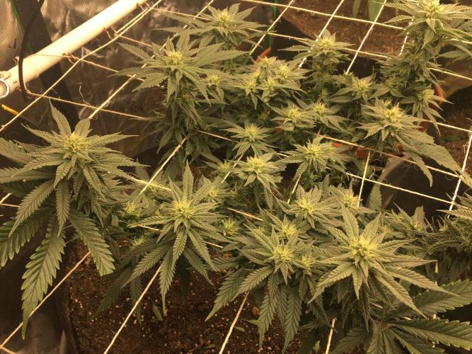 Making a driveway. Week 14