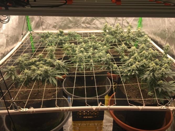 Making a driveway. Week 14