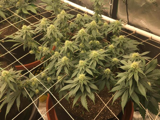 Making a driveway. Week 14 - The runt