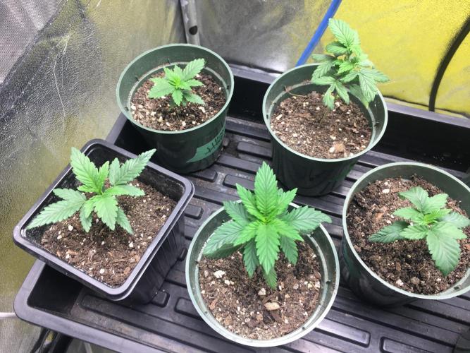 Let's Get Bombed. Week 2