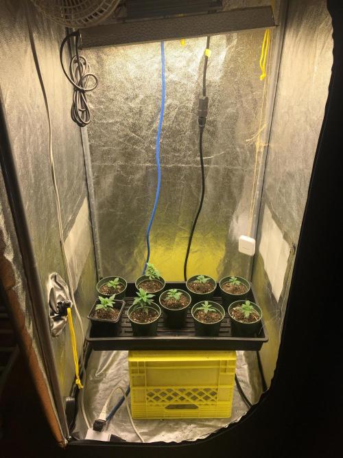 Let's Get Bombed. Week 2