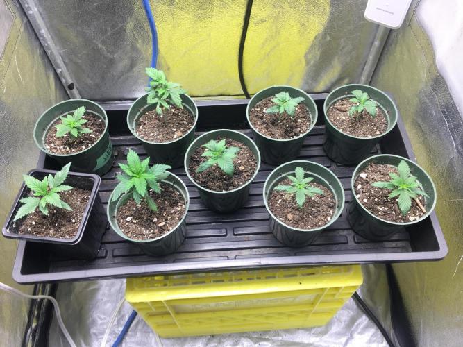 Let's Get Bombed. Week 2