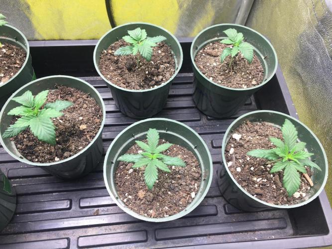 Let's Get Bombed. Week 2