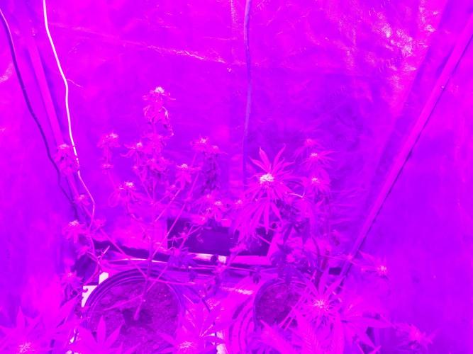 This little light of mine. Week 8