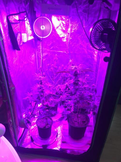 This little light of mine. Week 8