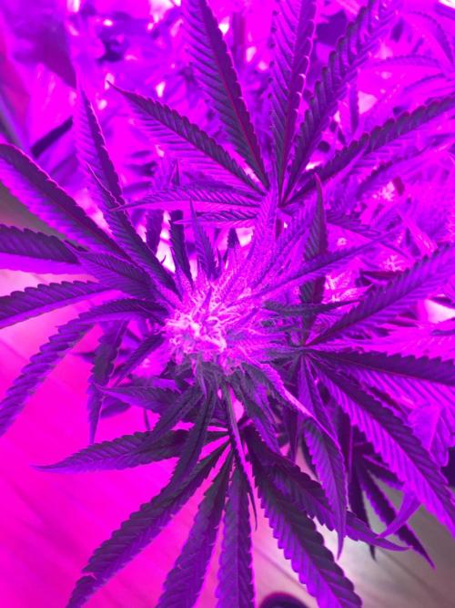 This little light of mine. Week 8