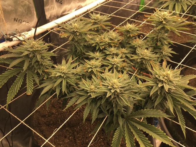 Making a driveway. Week 15 - Too much Phosphorus me thinks