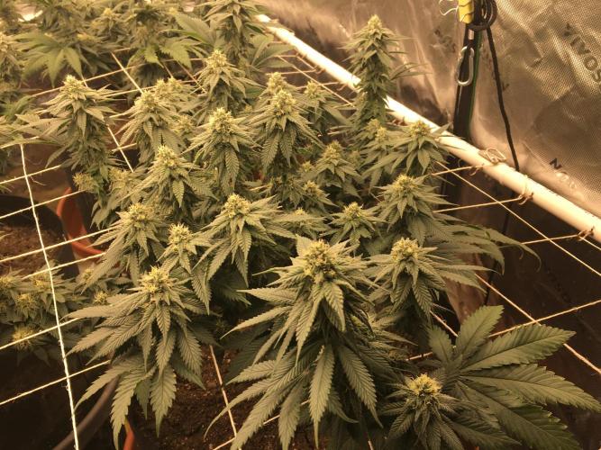 Making a driveway. Week 15 - The runt