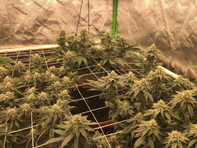 Making a driveway. Week 15