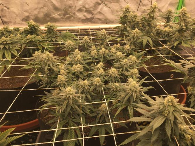 Making a driveway. Week 15 - W.W.