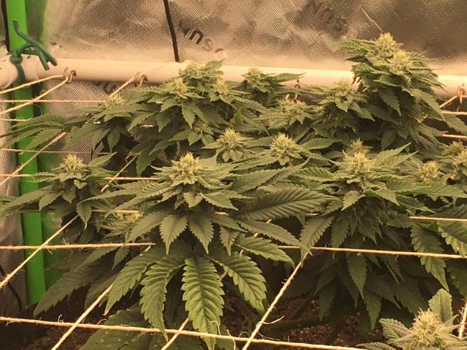 Making a driveway. Week 15