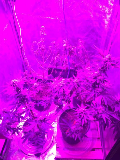 This little light of mine. Week 9