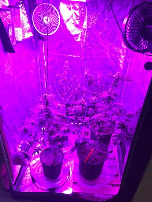 This little light of mine. Week 9