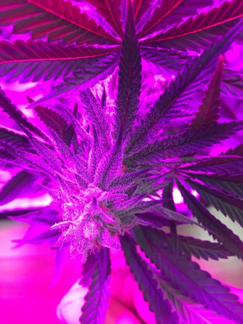 This little light of mine. Week 9