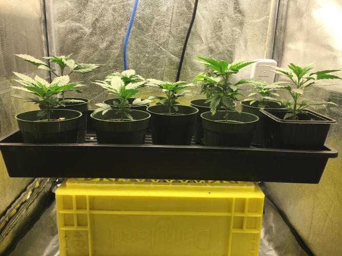 Let's Get Bombed. Week 3 - You'd never guess the Hindu Kush on the right is six weeks old...