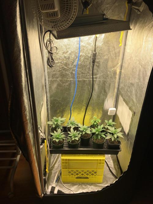 Let's Get Bombed. Week 3