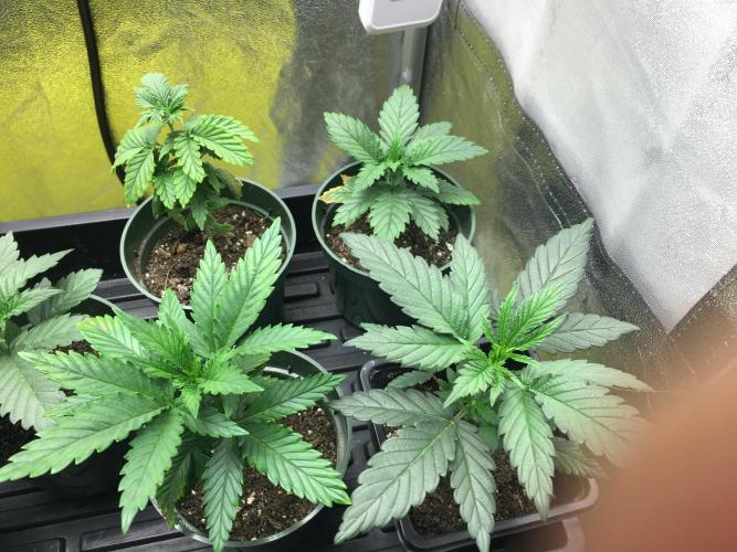 Let's Get Bombed. Week 3 - Hindu Kush