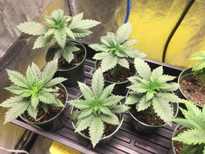 Let's Get Bombed. Week 3 - THC Bomb