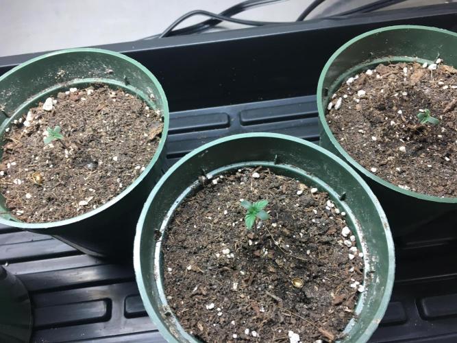 Moonlight Sonata. Week 0