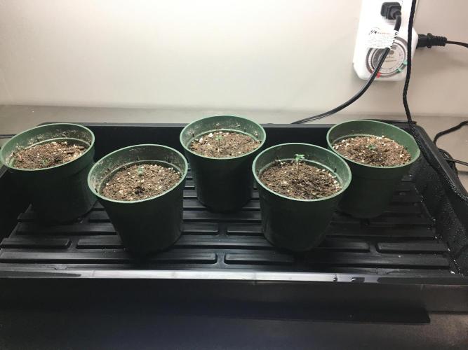 Moonlight Sonata. Week 0