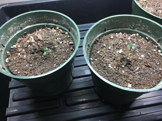 Moonlight Sonata. Week 0