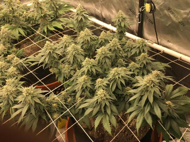 Making a driveway. Week 16 - The runt