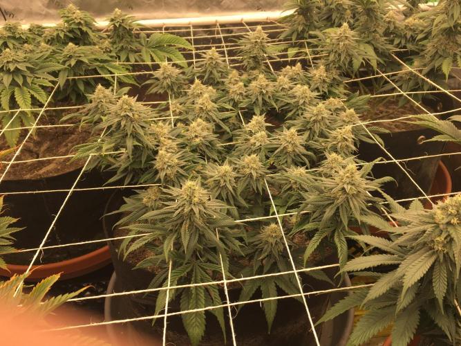 Making a driveway. Week 16