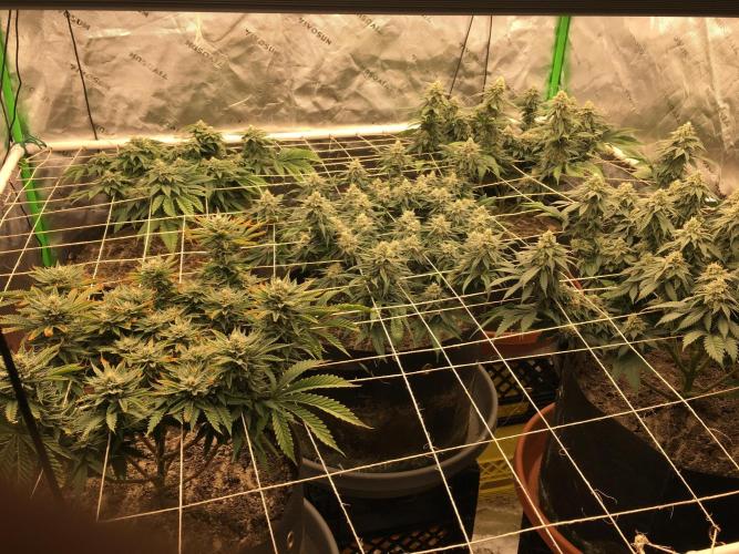 Making a driveway. Week 16