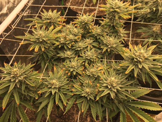 Making a driveway. Week 16 - Tried flushing, still, burn is a little worse