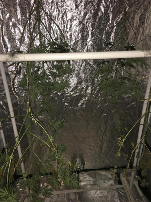 This little light of mine. Week 10