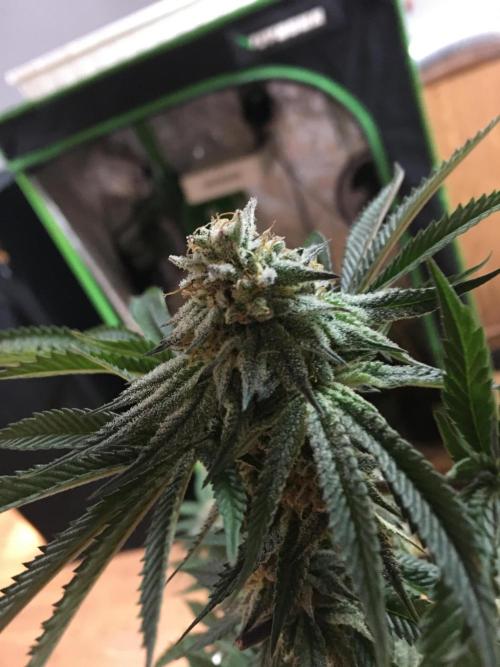 This little light of mine. Week 10