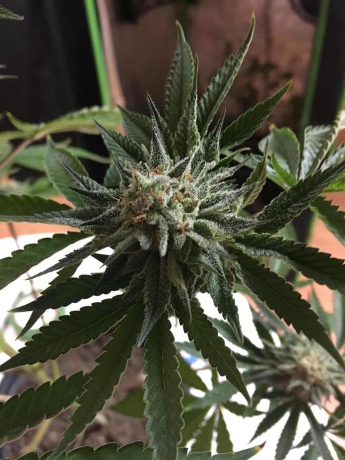 This little light of mine. Week 10