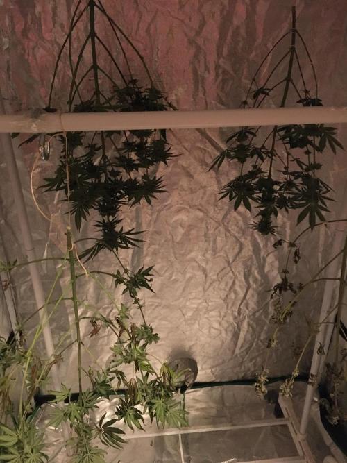 This little light of mine. Week 10