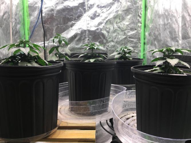 Let's Get Bombed. Week 4