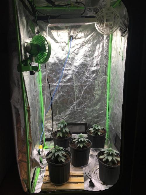 Let's Get Bombed. Week 4