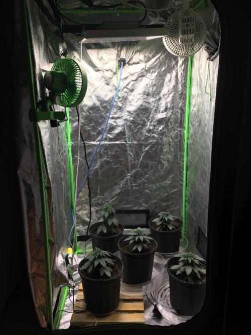 Let's Get Bombed. Week 4