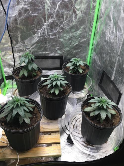 Let's Get Bombed. Week 4