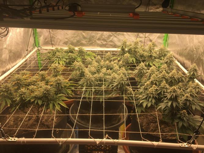 Making a driveway. Week 17