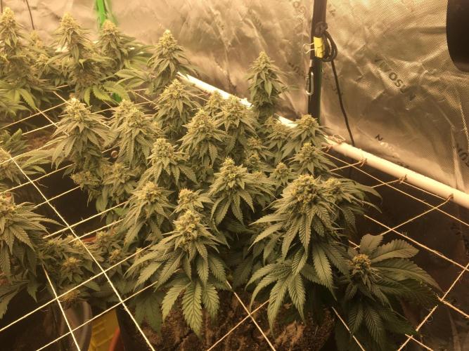 Making a driveway. Week 17 - The runt