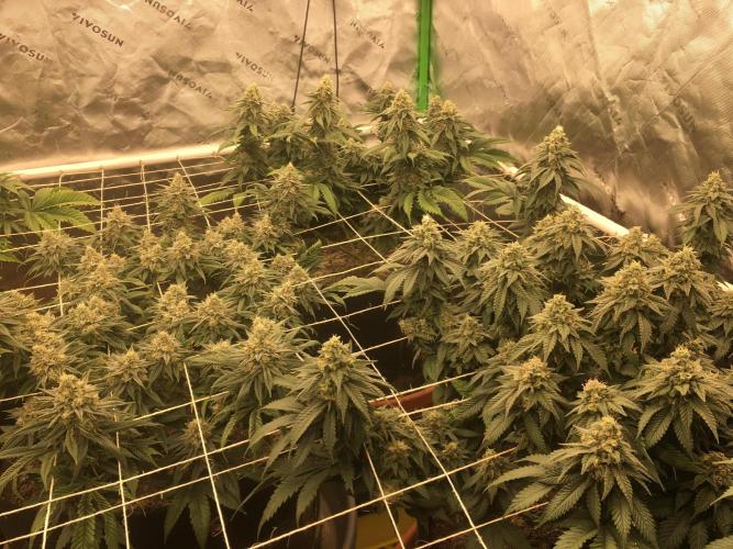 Making a driveway. Week 17 - RHP on right, WW on left