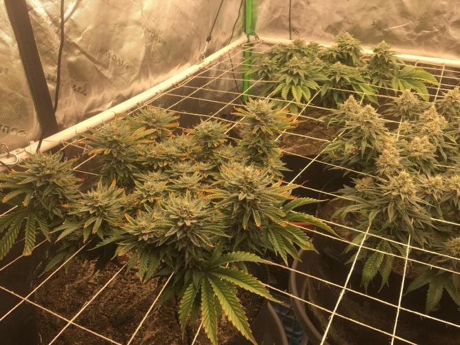 Making a driveway. Week 17 - RHP - burnt from P or light?