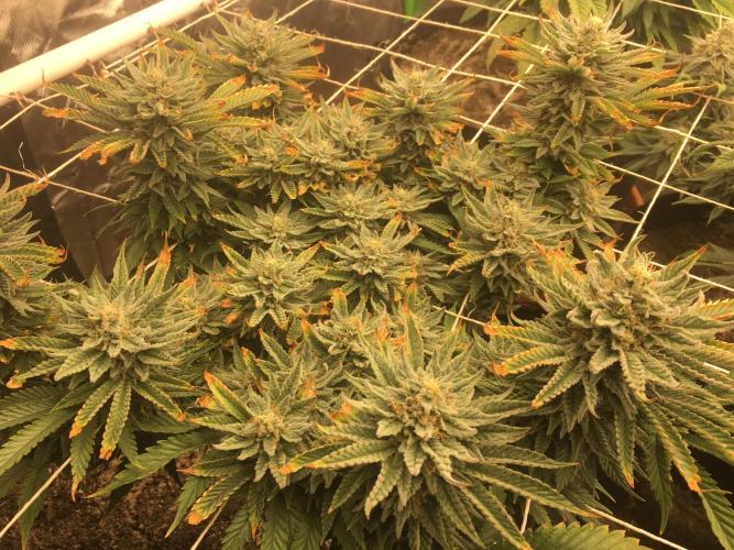 Making a driveway. Week 17 - Burnt RHP