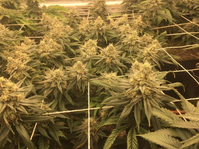 Making a driveway. Week 17 - WW