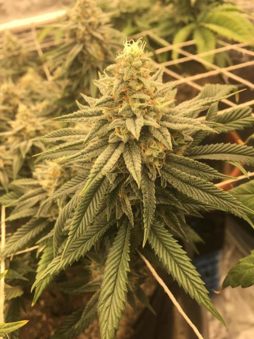 Making a driveway. Week 17 - WW RBX