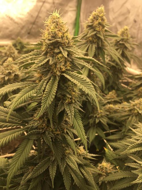 Making a driveway. Week 17 - RHP