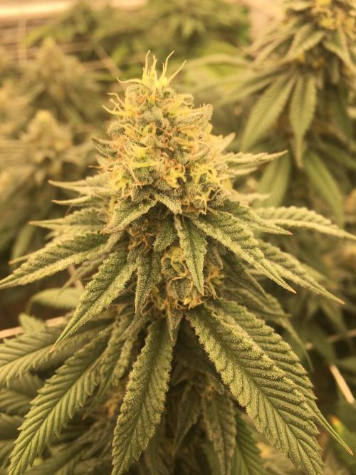 Making a driveway. Week 17 - RHP - the Runt