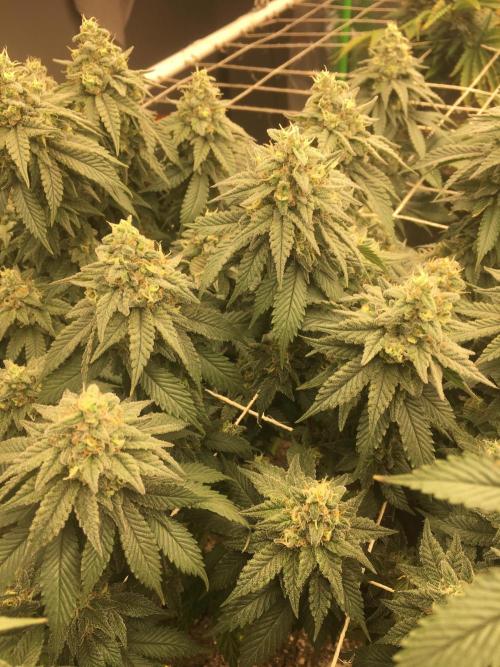 Making a driveway. Week 17 - RHP - the runt